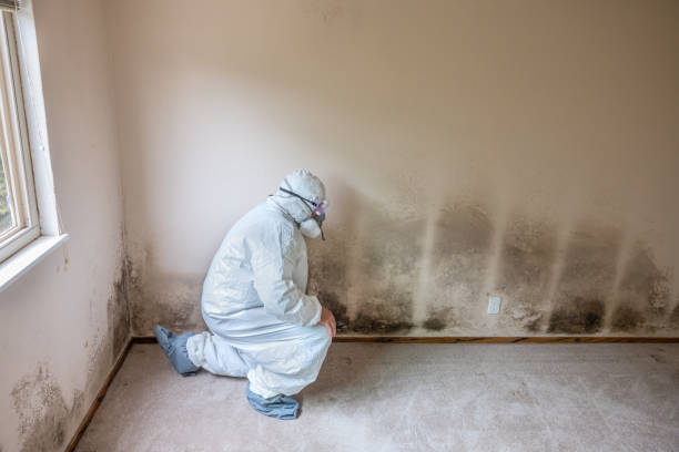 Best Residential Mold Remediation in Frazer, PA