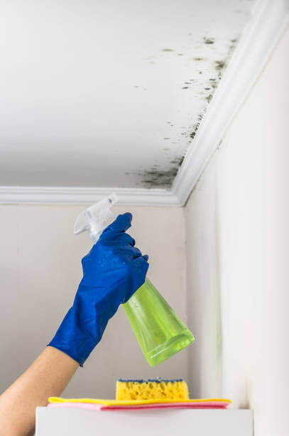 Best Emergency Mold Remediation in Frazer, PA